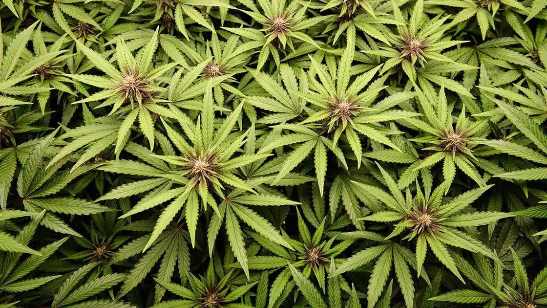 Hemp