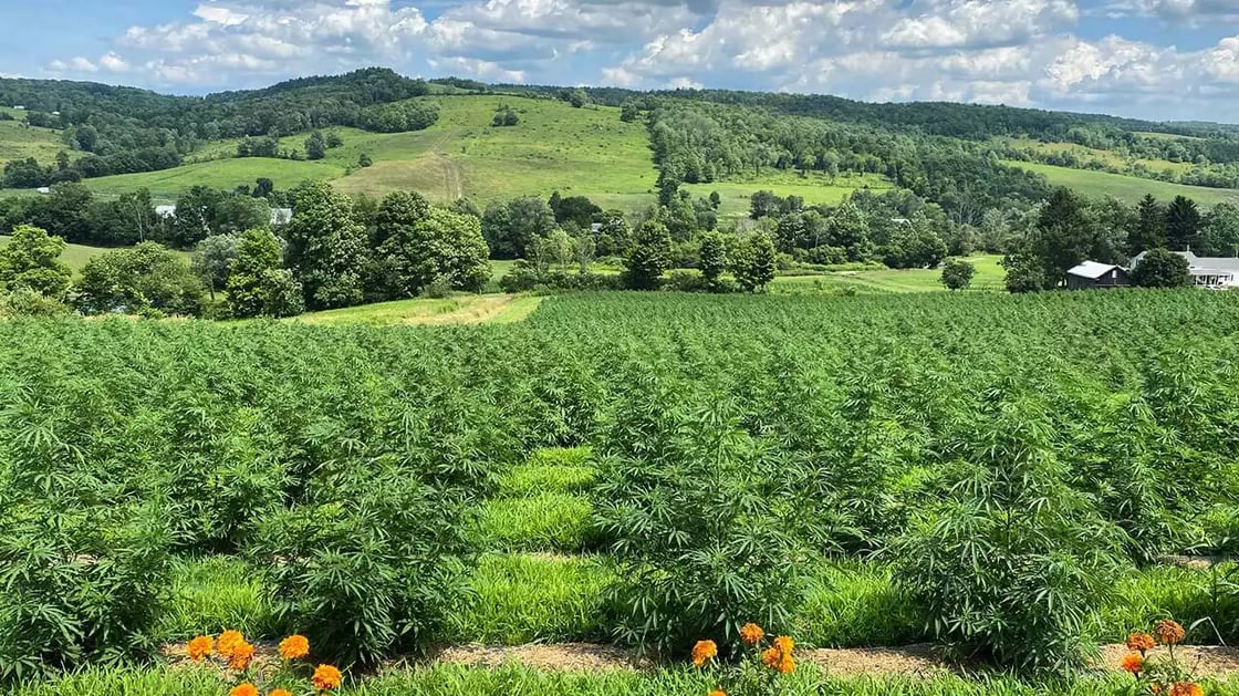 Tricolla Farms in Berkshire, New York.